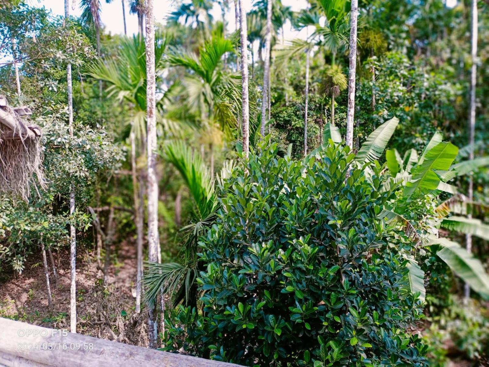 Streaming Valley Independent Coffee Estate Stay Мадикери Экстерьер фото